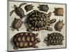 Turtles: from Albert Seba's "Locupletissimi Rerum Naturalium", C.1750-null-Mounted Giclee Print