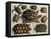 Turtles: from Albert Seba's "Locupletissimi Rerum Naturalium", C.1750-null-Framed Stretched Canvas