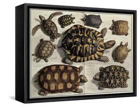 Turtles: from Albert Seba's "Locupletissimi Rerum Naturalium", C.1750-null-Framed Stretched Canvas