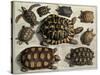 Turtles: from Albert Seba's "Locupletissimi Rerum Naturalium", C.1750-null-Stretched Canvas