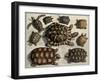 Turtles: from Albert Seba's "Locupletissimi Rerum Naturalium", C.1750-null-Framed Giclee Print