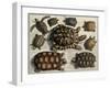 Turtles: from Albert Seba's "Locupletissimi Rerum Naturalium", C.1750-null-Framed Giclee Print