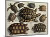 Turtles: from Albert Seba's "Locupletissimi Rerum Naturalium", C.1750-null-Mounted Giclee Print