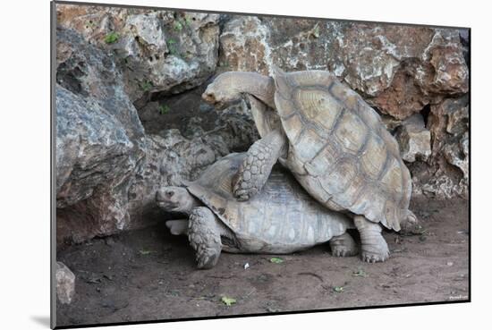 Turtles (Love 3) Art Poster Print-null-Mounted Poster