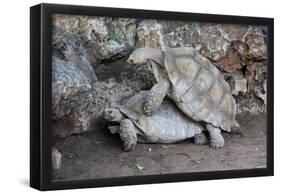 Turtles (Love 3) Art Poster Print-null-Framed Poster