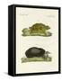 Turtles of Fresh Waters-null-Framed Stretched Canvas