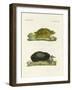 Turtles of Fresh Waters-null-Framed Giclee Print