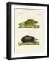 Turtles of Fresh Waters-null-Framed Giclee Print