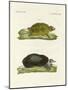 Turtles of Fresh Waters-null-Mounted Giclee Print