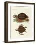 Turtles of Phenomenal Size-null-Framed Giclee Print