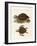 Turtles of Phenomenal Size-null-Framed Giclee Print