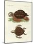 Turtles of Phenomenal Size-null-Mounted Giclee Print