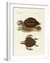 Turtles of Phenomenal Size-null-Framed Giclee Print