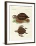 Turtles of Phenomenal Size-null-Framed Giclee Print