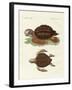 Turtles of Phenomenal Size-null-Framed Giclee Print