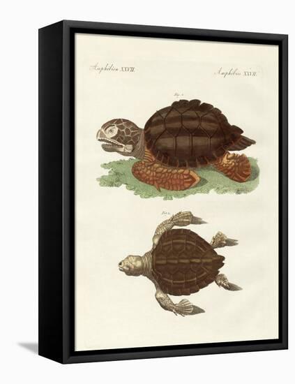 Turtles of Phenomenal Size-null-Framed Stretched Canvas