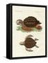 Turtles of Phenomenal Size-null-Framed Stretched Canvas