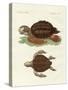 Turtles of Phenomenal Size-null-Stretched Canvas
