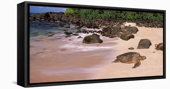 Turtles on the Beach, Oahu, Hawaii, USA-null-Framed Stretched Canvas