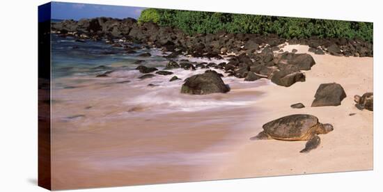 Turtles on the Beach, Oahu, Hawaii, USA-null-Stretched Canvas