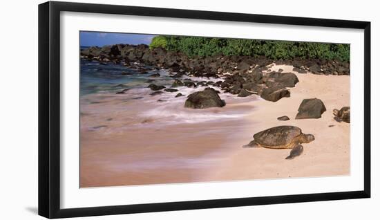 Turtles on the Beach, Oahu, Hawaii, USA-null-Framed Premium Photographic Print