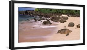 Turtles on the Beach, Oahu, Hawaii, USA-null-Framed Premium Photographic Print