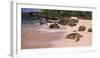 Turtles on the Beach, Oahu, Hawaii, USA-null-Framed Premium Photographic Print