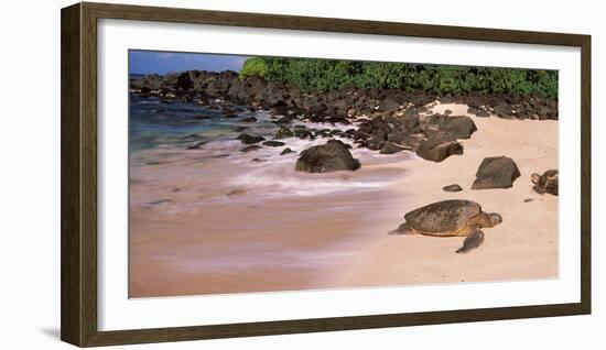 Turtles on the Beach, Oahu, Hawaii, USA-null-Framed Photographic Print