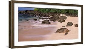 Turtles on the Beach, Oahu, Hawaii, USA-null-Framed Photographic Print