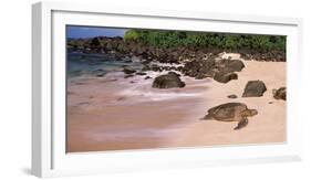 Turtles on the Beach, Oahu, Hawaii, USA-null-Framed Photographic Print