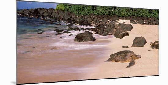 Turtles on the Beach, Oahu, Hawaii, USA-null-Mounted Photographic Print