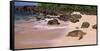 Turtles on the Beach, Oahu, Hawaii, USA-null-Framed Stretched Canvas