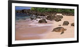 Turtles on the Beach, Oahu, Hawaii, USA-null-Framed Photographic Print