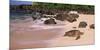 Turtles on the Beach, Oahu, Hawaii, USA-null-Mounted Photographic Print