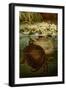 Turtles-F.W. Kuhnert-Framed Art Print