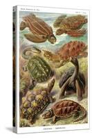 Turtles-Ernst Haeckel-Stretched Canvas