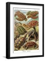 Turtles-Ernst Haeckel-Framed Art Print