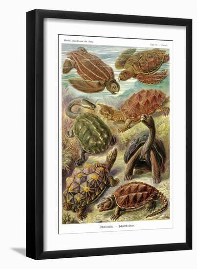 Turtles-Ernst Haeckel-Framed Art Print