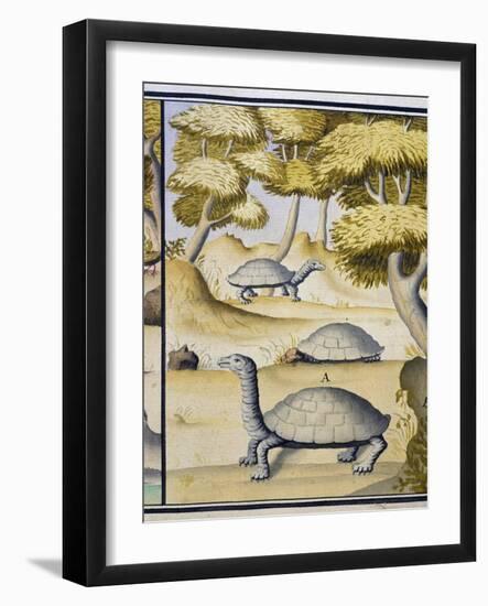 Turtles-null-Framed Giclee Print