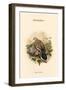 Turtur Auritus - Turtledove-John Gould-Framed Art Print