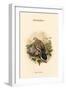 Turtur Auritus - Turtledove-John Gould-Framed Art Print