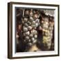 Tuscan Caffe #3-Alan Blaustein-Framed Photographic Print