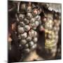 Tuscan Caffe #3-Alan Blaustein-Mounted Photographic Print