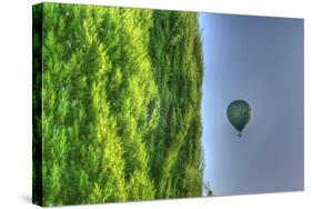 Tuscan Cedar and Balloon-Robert Goldwitz-Stretched Canvas