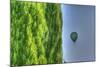 Tuscan Cedar and Balloon-Robert Goldwitz-Mounted Photographic Print