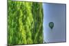 Tuscan Cedar and Balloon-Robert Goldwitz-Mounted Photographic Print