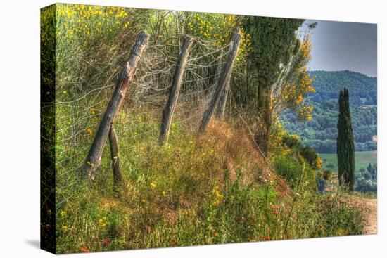 Tuscan Cedar and Fence-Robert Goldwitz-Stretched Canvas