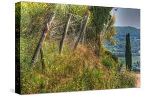 Tuscan Cedar and Fence-Robert Goldwitz-Stretched Canvas