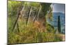 Tuscan Cedar and Fence-Robert Goldwitz-Mounted Photographic Print