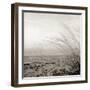 Tuscan Coast Dunes #1-Alan Blaustein-Framed Photographic Print